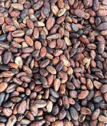 Alpha non-fermented cocoa beans