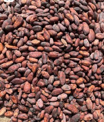 Sirius 1 fermented cocoa beans