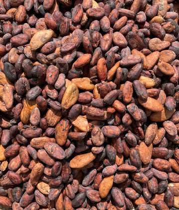Sirius 2 fermented cocoa beans