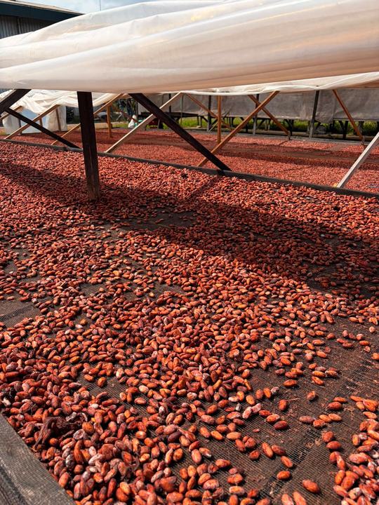 Beans drying under a plastic shelter