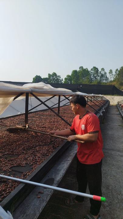 Turning the beans so they dry evenly