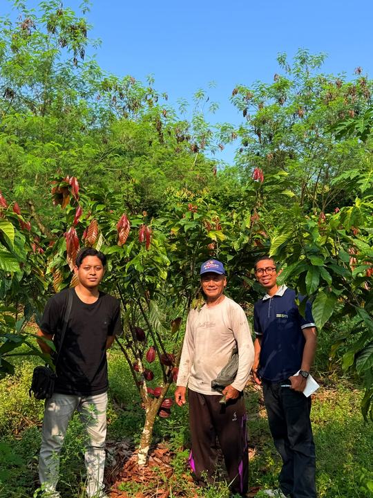 The Berau Cocoa team visiting a partner farmer's cocoa garden