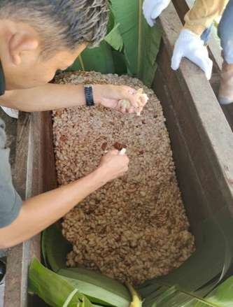 Checking beans in the fermentation box