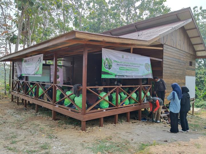 Cocoa field school on Good Agricultural Practices (GAP)