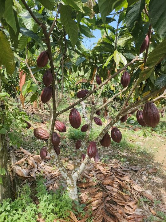 Cocoa tree bearing pods on a partner farm