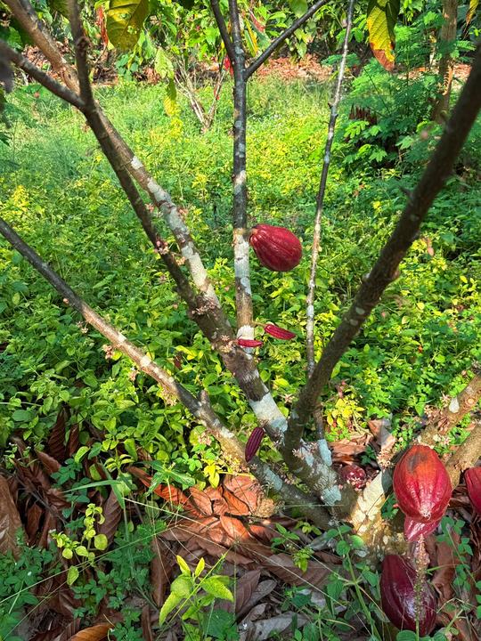Cocoa flowers and young pods growing on the trunk