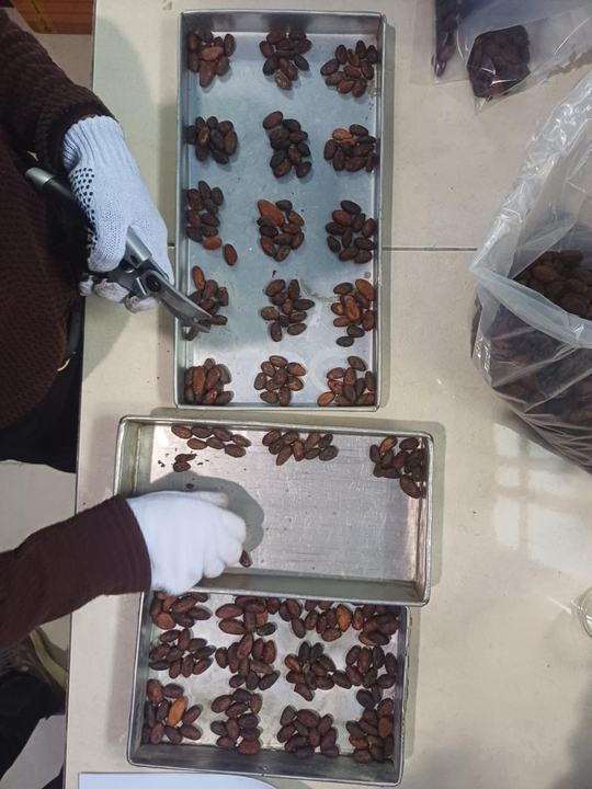 Cut test of cocoa bean samples